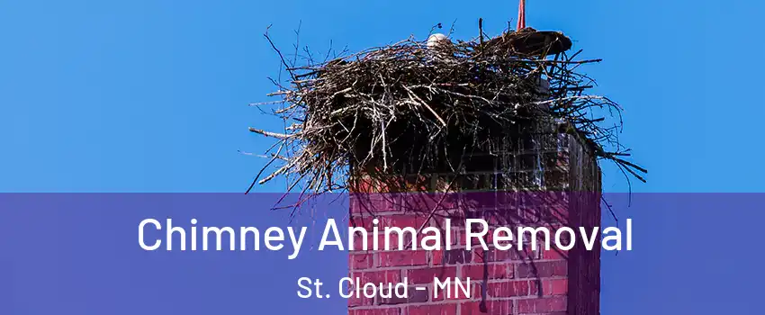 Chimney Animal Removal St. Cloud - MN