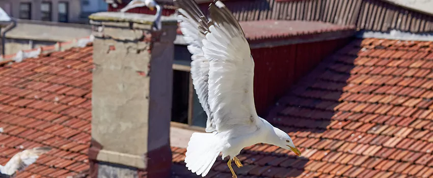 Residential Chimney Animal Removal Solution in St. Cloud, MN