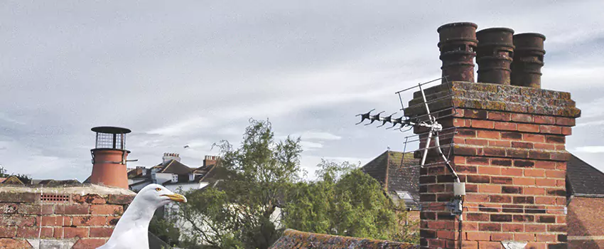 Chimney Cleaning And Restoration in St. Cloud, Minnesota